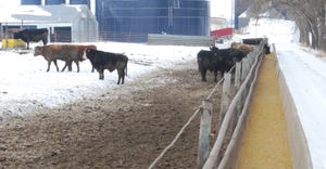 cattle at feed bunker