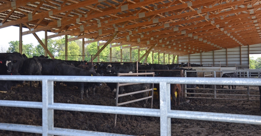 beef cattle in barn