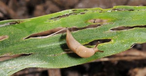 slug feeding on young corn seedling 