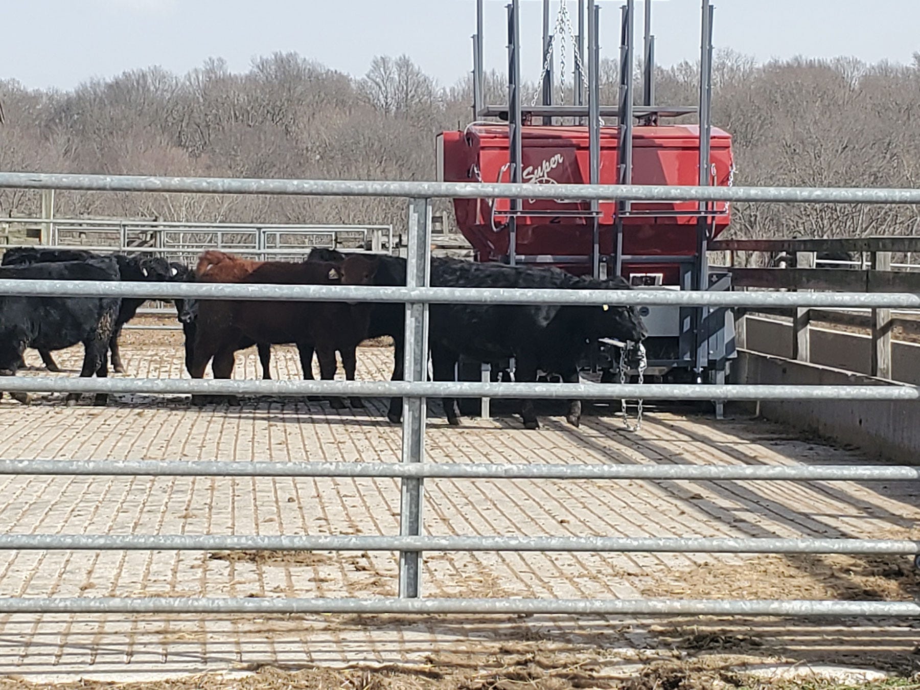 beef heifers in a pen outside beef heifers in a pen outside