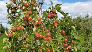 apples growing on tree in orchard