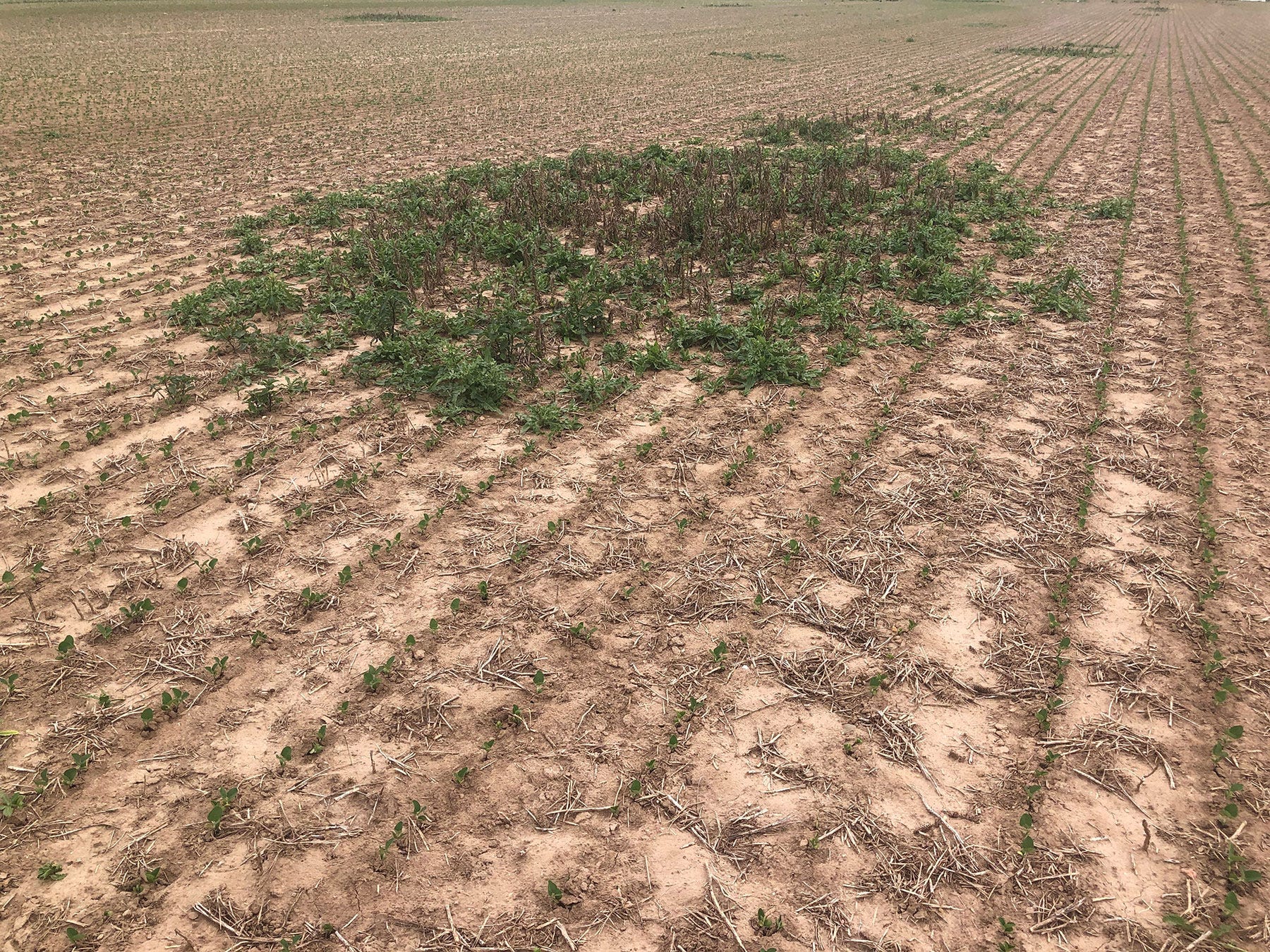 A patch of Cananda thistle in a soybean field with small soybean sprouts