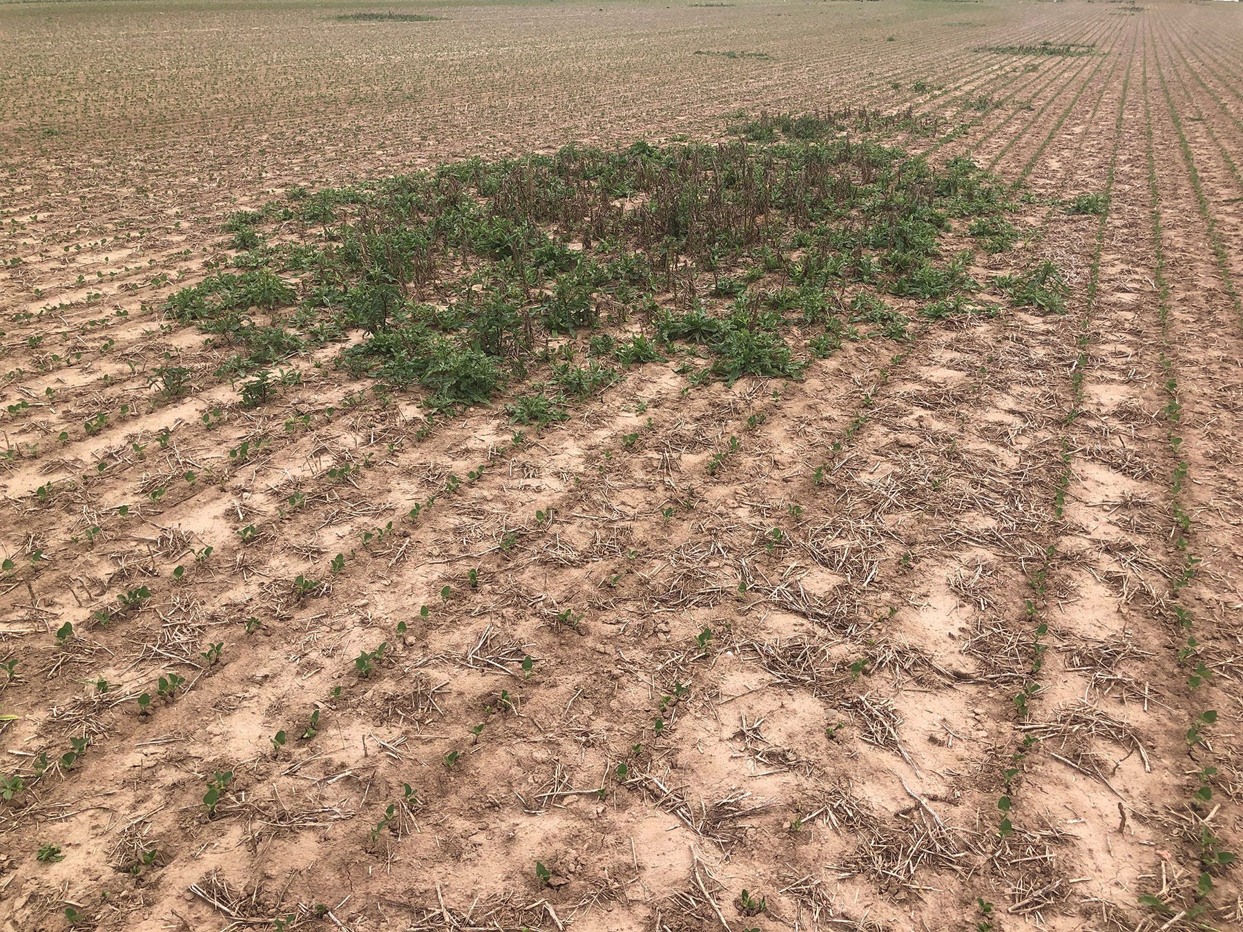 A patch of Cananda thistle in a soybean field with small soybean sprouts A patch of Cananda thistle in a soybean field with small soybean sprouts