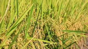 Rice in field