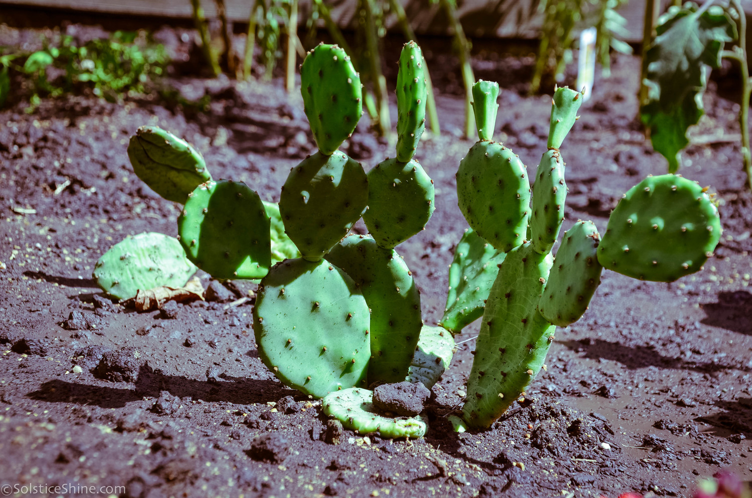 Surmount herbicide offers faster control of pricklypear