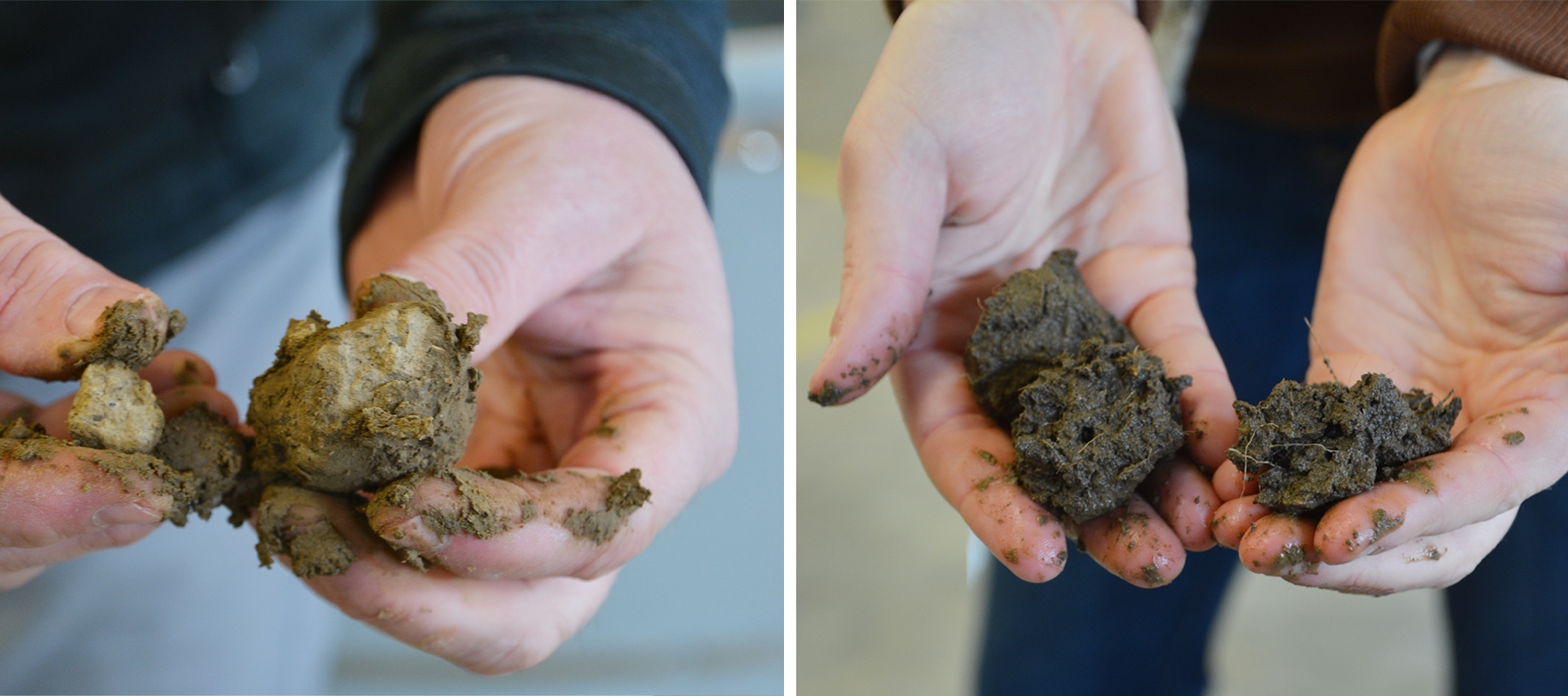并排的照片，显示双手拿着泥球的土壤