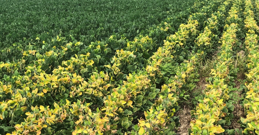 yellowing soybean plants