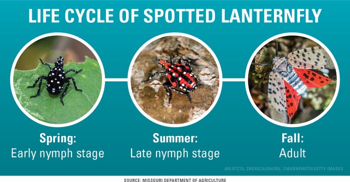 life cycle of a spotted lanternfly