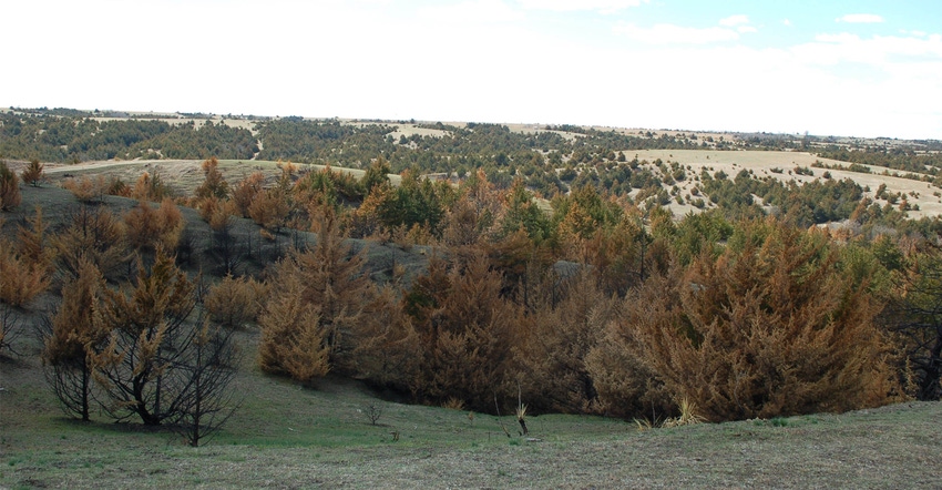 Rethinking eastern red cedar management