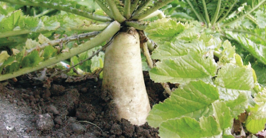 tillage radishes