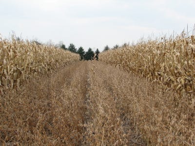 mature corn and soybeans in strips