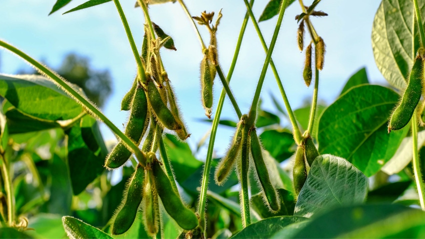 Soybean Fertility Demands