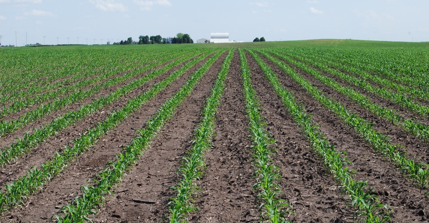 young rows of corn plants