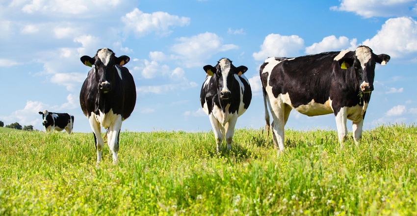 Dairy cows in a green pasture with a bright blue sky