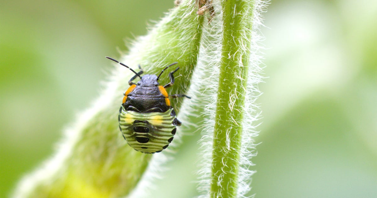 How to catch pest populations early before they explode