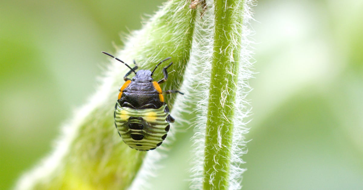 How to catch pest populations early before they explode