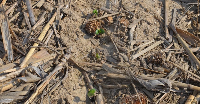signs of soybean plants emerging from soil