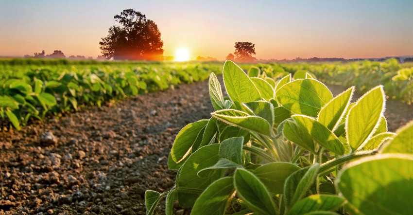 Close up of young soybean plants in a field with sun rising