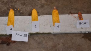 4 ears of corn lying next to each other for comparison