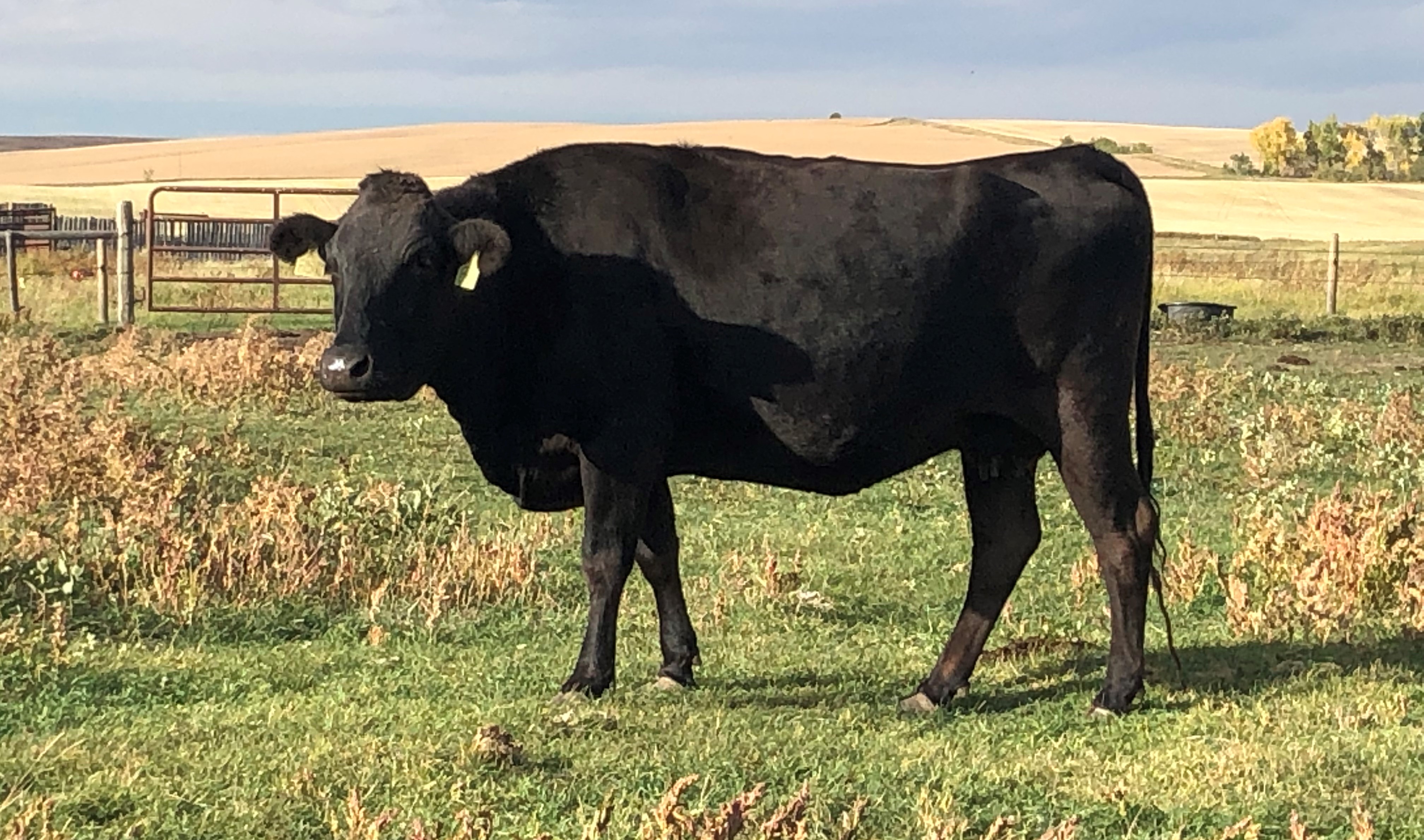 Wagyu cattle becoming popular in the U.S.
