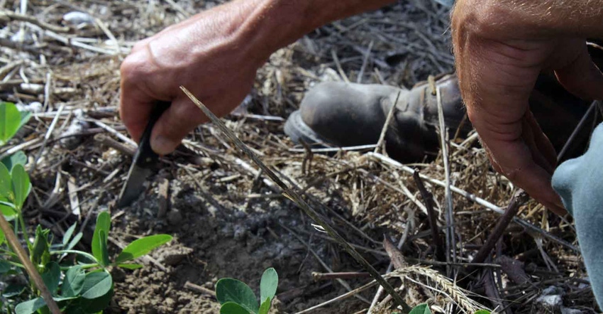 knife-digs-soil-peanut-alabama-3-a.jpg knife-digs-soil-peanut-alabama-3-a.jpg