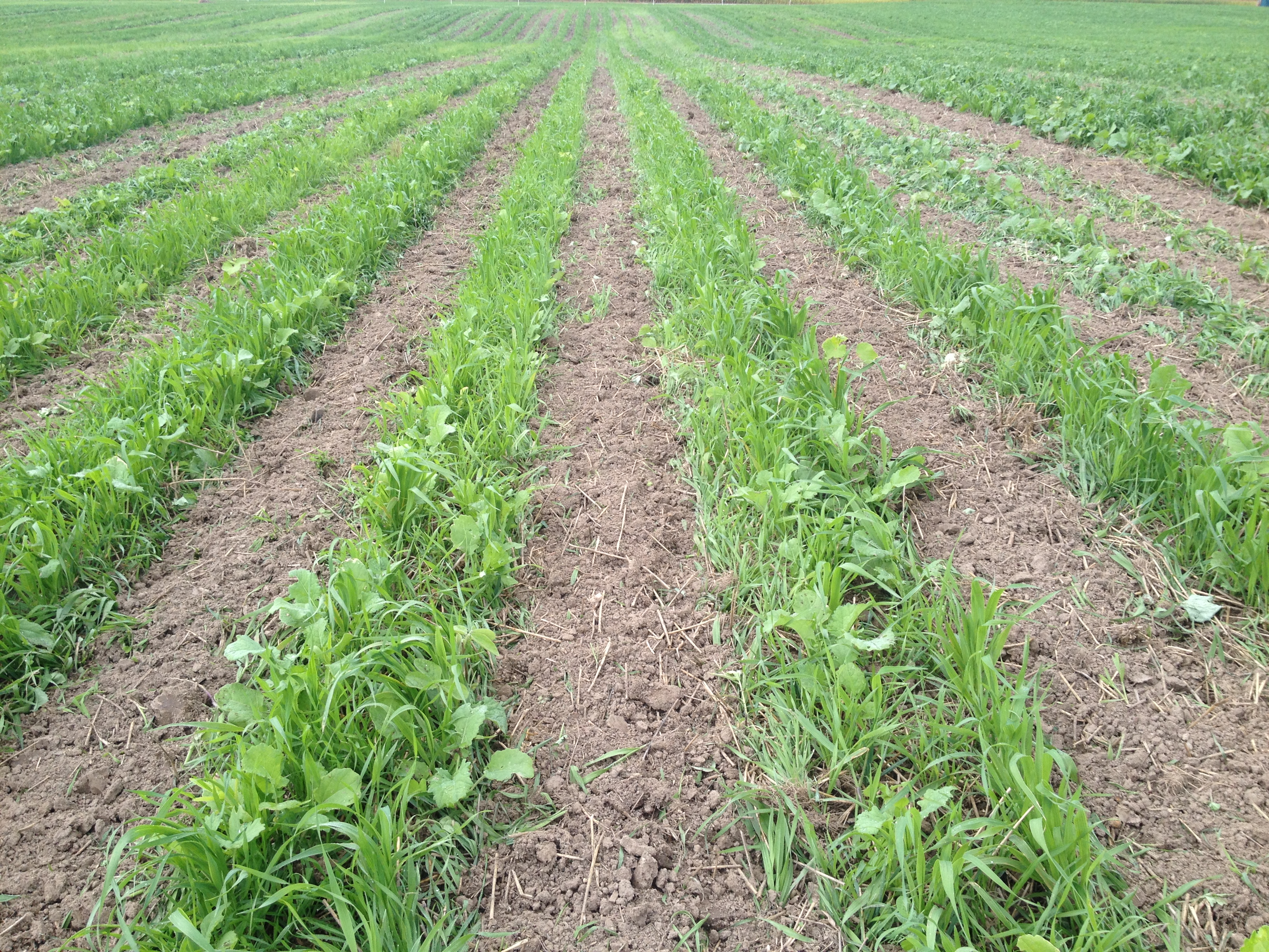 A farm's journey to strip till, with cover crops