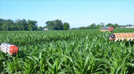 3 more corn insects to be on the lookout for this time of year