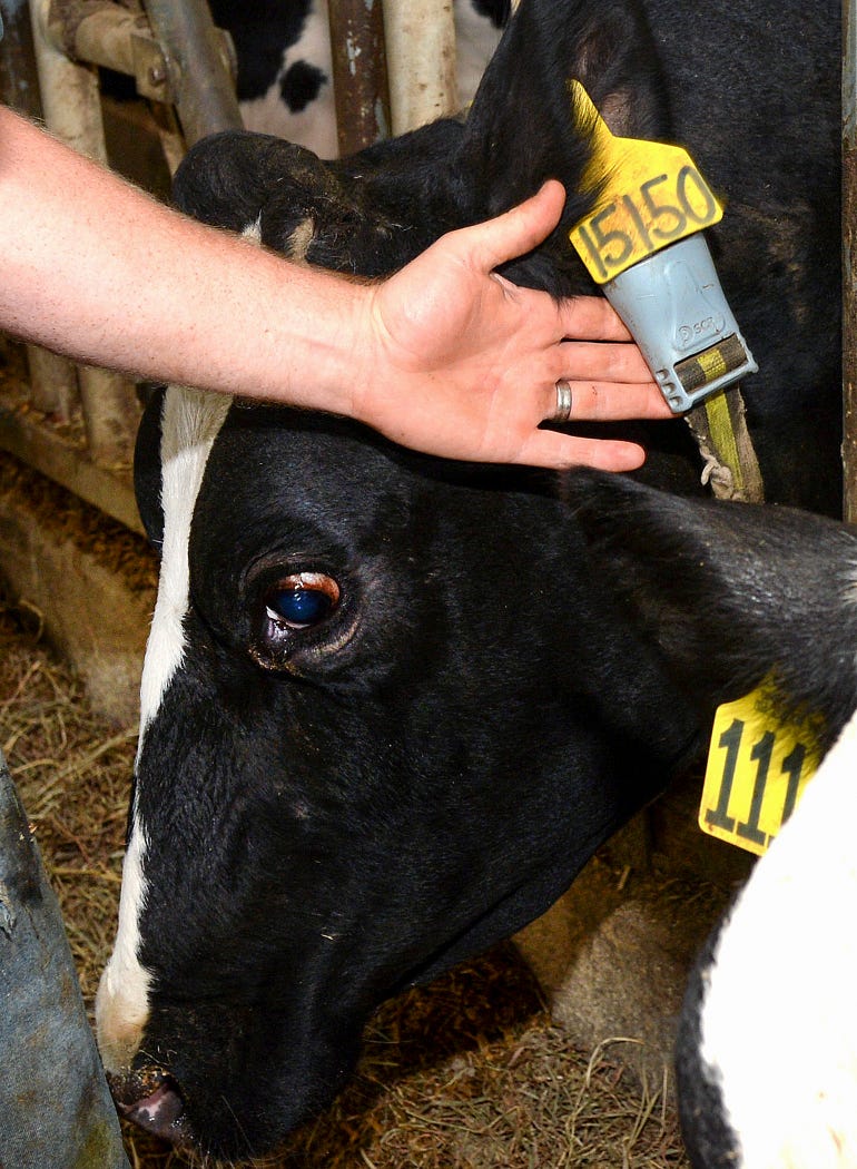 Close up of a cow's neck-attached data sensor used to track rumination behavior and physical activity 