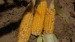 Ears of corn with missing kernels