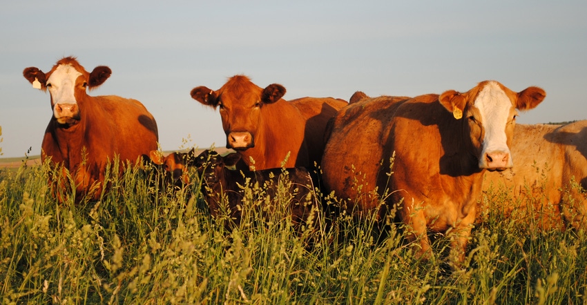 Cattle in field