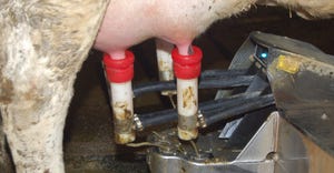 robotic milker on cow's udder