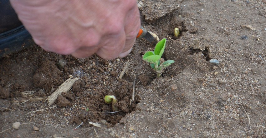unhealthy soybean seedlings in field