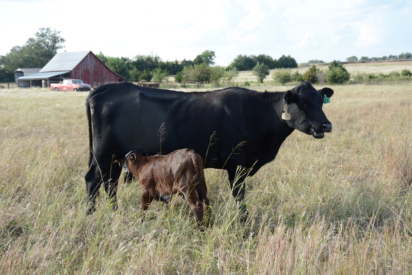 Black cow nursing her calf