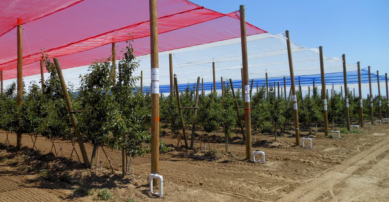 Weighing benefits, cost of fruit netting