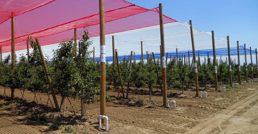 Netting over an orchard provides protection from sun and hail damage