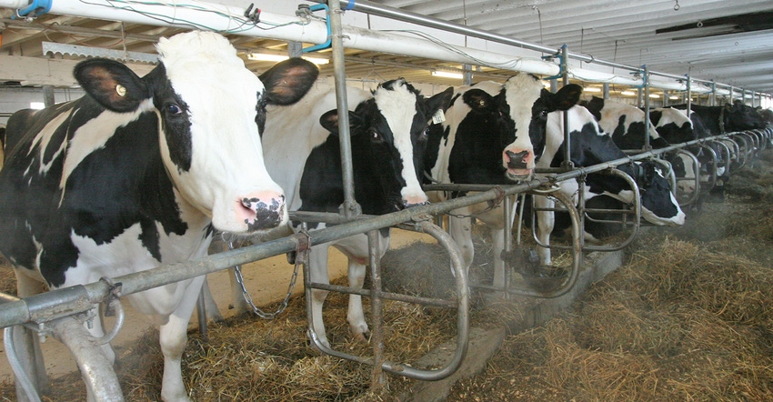 row of Holsteins in feeding stanchion