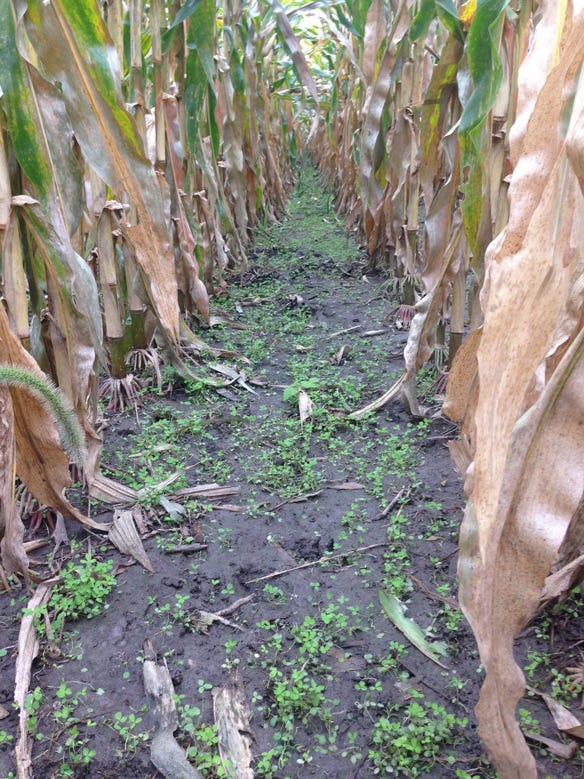 Interseeding Cover Crops Into Corn Can Boost Grain Yields