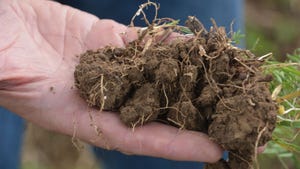  A close-up of a hand holding a clump of soil with roots sticking out