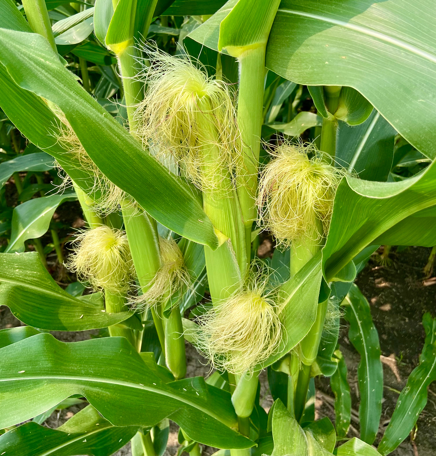 Understanding pollination can be key to good corn yields