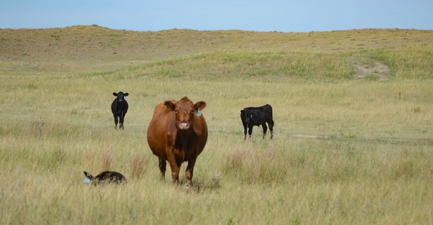 Cattle graze on pasture