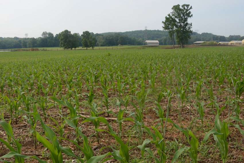 John_Hart_Farm_Press_Corn_Soybeans_Freeze.jpg John_Hart_Farm_Press_Corn_Soybeans_Freeze.jpg