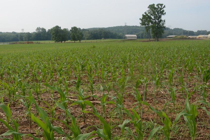 John_Hart_Farm_Press_Corn_Soybeans_Freeze.jpg