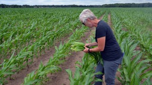 Betsy Bower pulls leaves off of cornstalks for tissue testing