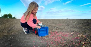 little girl playing with toy truck and seed corn in farm field