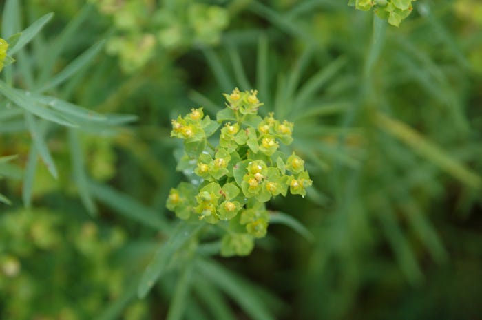 A close up of small yellow flowers known as the leafy surge weed