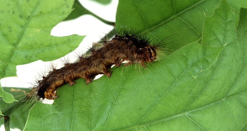 WFP-ARS-gypsy-moth-caterpillar.jpg