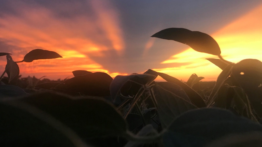 soybean plants with blue and orange sunset in background