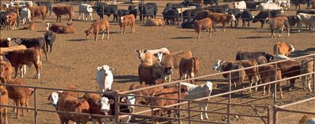 beef_price_collapse_antitrust_conspiracy_natural_market_forces_1_636138534526285029.jpg