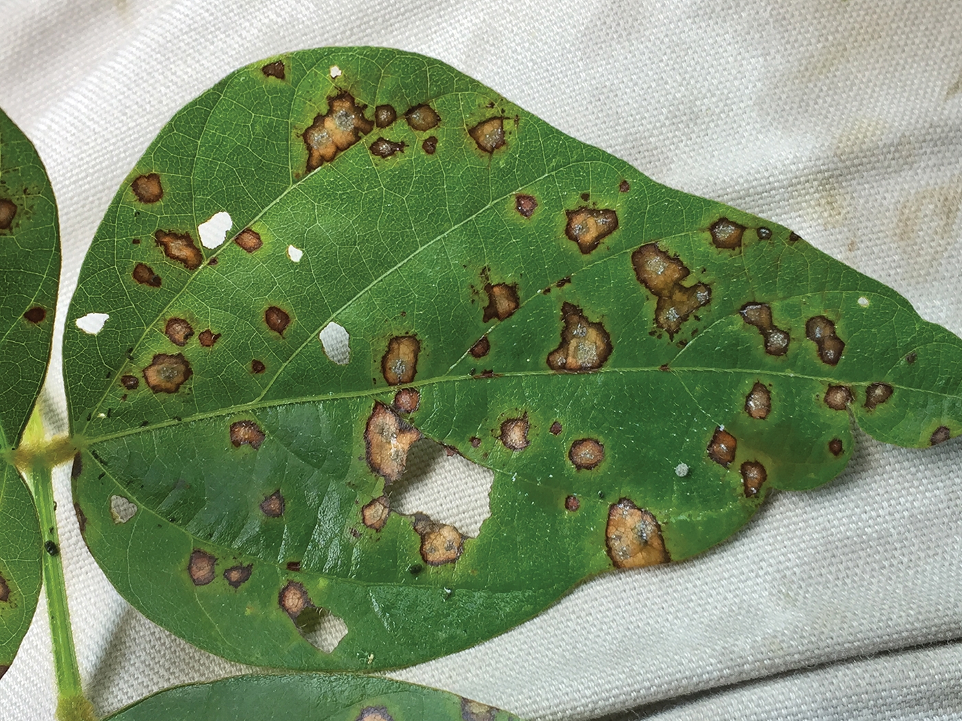 Frogeye leafspot, strobilurin fungicides, choosing soybean varieties