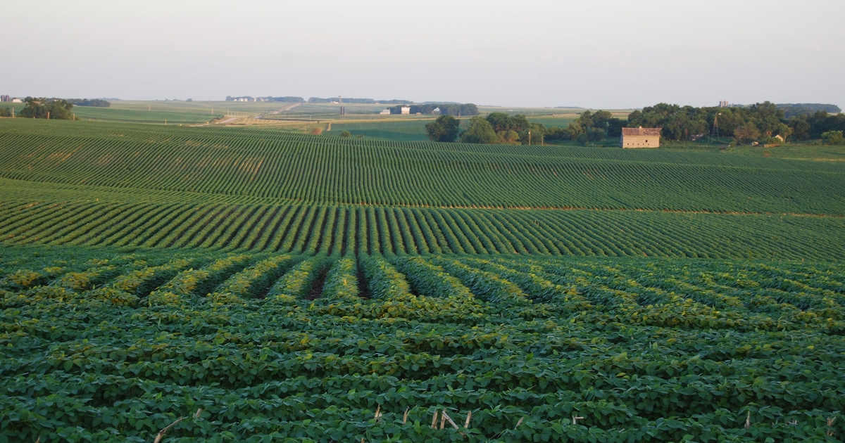 Soybeans that can talk? Tech alerts farmers of potential disease